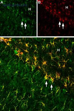 Alomone Labs BLP-NT031 image 1