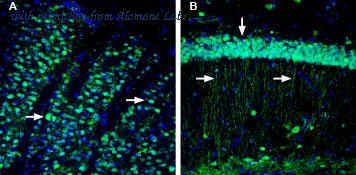 Alomone Labs BLP-NT066 image 1