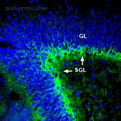 Alomone Labs BLP-NT081 image 1