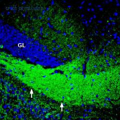 Alomone Labs BLP-NT082 image 1
