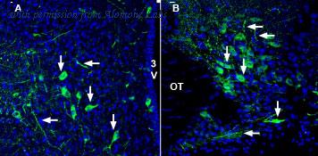 Alomone Labs BLP-NT085 image 1
