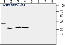 Alomone Labs BLP-NT128 image 1