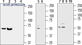 Alomone Labs BLP-NT184 image 1