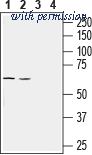 Alomone Labs BLP-NT193 image 1