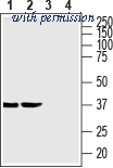 Alomone Labs BLP-NT196 image 1