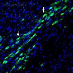 Alomone Labs BLP-NX010 image 1
