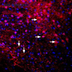 Alomone Labs BLP-PC006 image 1