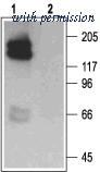 Alomone Labs BLP-PC016 image 1