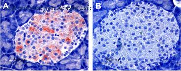 Alomone Labs BLP-PC020 image 1