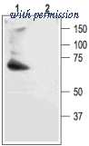 Alomone Labs BLP-PC023 image 1