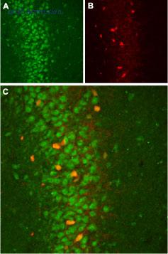 Alomone Labs BLP-PC034 image 1