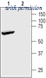 Alomone Labs BLP-PC047 image 1