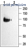 Alomone Labs BLP-PC050 image 1