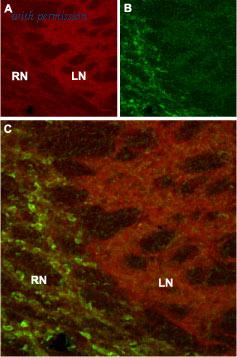Alomone Labs BLP-PC052 image 1