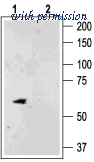 Alomone Labs BLP-PC055 image 1
