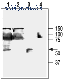 Alomone Labs BLP-PC064 image 1