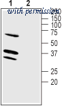 Alomone Labs BLP-PC070 image 1