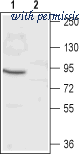 Alomone Labs BLP-PC071 image 1