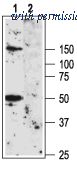 Alomone Labs BLP-PC101 image 1