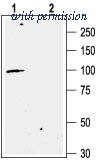 Alomone Labs BLP-PC103 image 1