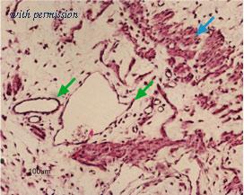 Alomone Labs BLP-PC105 image 1