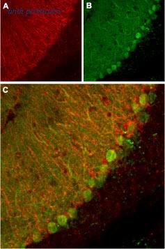 Alomone Labs BLP-PC110 image 1