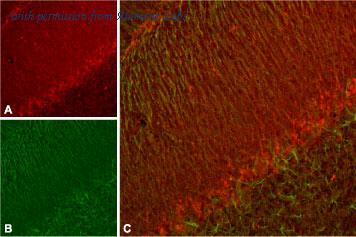 Alomone Labs BLP-PC112 image 1