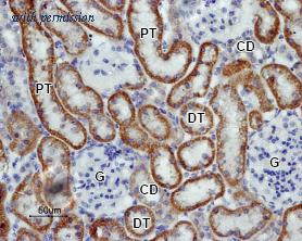Alomone Labs BLP-PC123 image 1