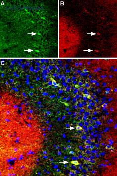 Alomone Labs BLP-PC146 image 1
