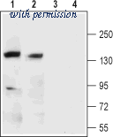 Alomone Labs BLP-PC151 image 1