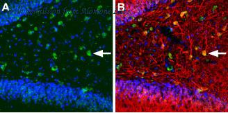 Alomone Labs BLP-PC155 image 1