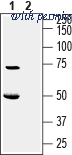 Alomone Labs BLP-PC170 image 1