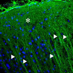 Alomone Labs BLP-PR003 image 1