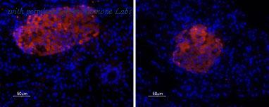 Alomone Labs BLP-PR004 image 1