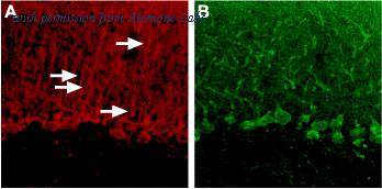 Alomone Labs BLP-PR006 image 1