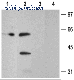 Alomone Labs BLP-PR010 image 1