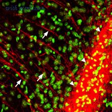 Alomone Labs BLP-PR012 image 1