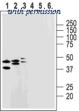 Alomone Labs BLP-PR018 image 1