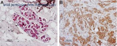 Alomone Labs BLP-PR031 image 1