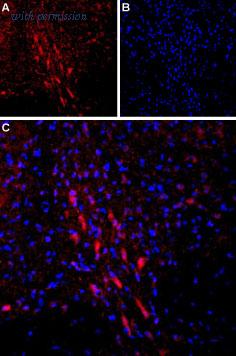 Alomone Labs BLP-PR051 image 1