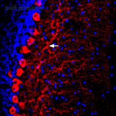 Alomone Labs BLP-PR064 image 1