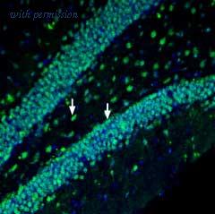 Alomone Labs BLP-PR067 image 1