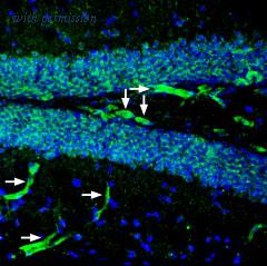 Alomone Labs BLP-PR102 image 1