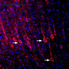Alomone Labs BLP-PR106 image 1