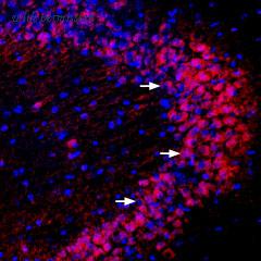 Alomone Labs BLP-PZ014 image 1