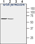 Alomone Labs BLP-PZ022 image 1