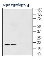 Alomone Labs BLP-PZ037 image 1