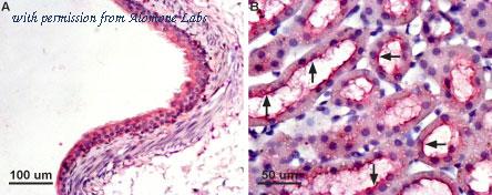 Alomone Labs BLP-QP007 image 1