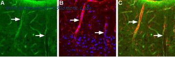 Alomone Labs BLP-QP014 image 1