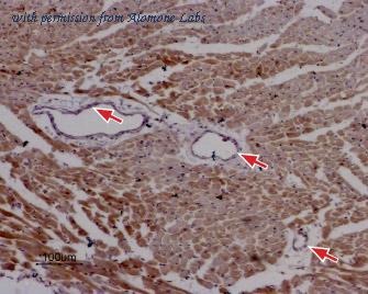Alomone Labs BLP-RR002 image 1